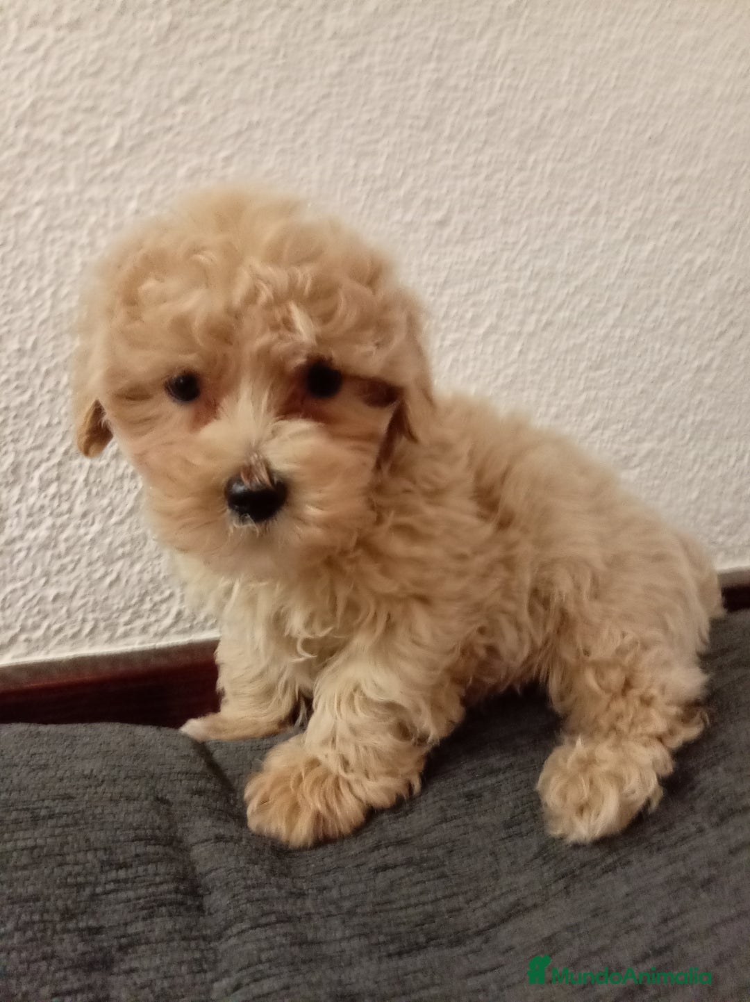 Caniche Toy perros en venta: Caniche toy - Anuncio 5