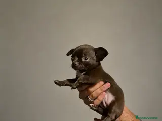 Chihuahua perros Impresionantes chihuahuas de una calidad maxima - Anuncio 1
