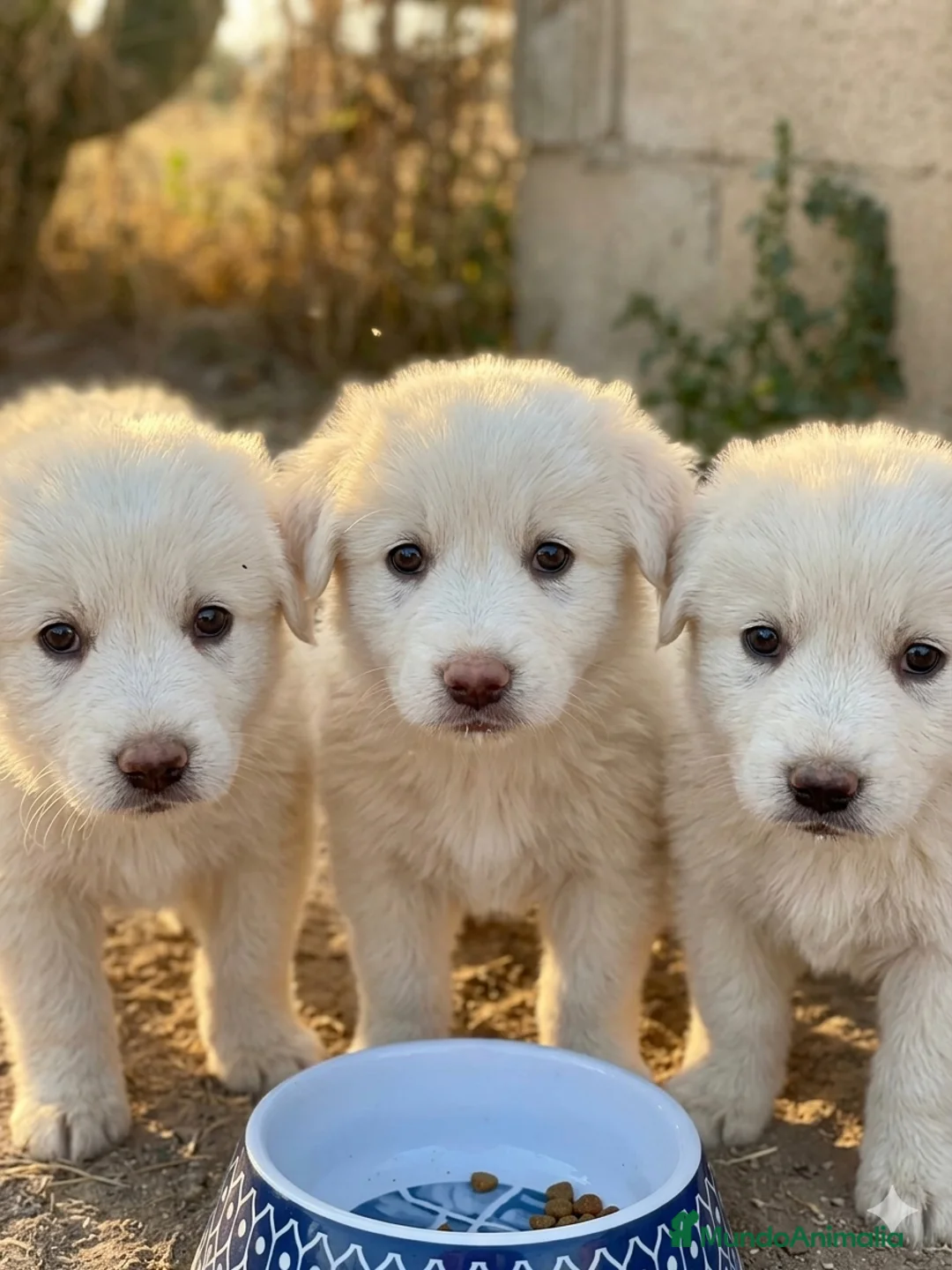 Pastor Blanco Suizo perros en venta: Pastor blanco suizo  - Anuncio 1