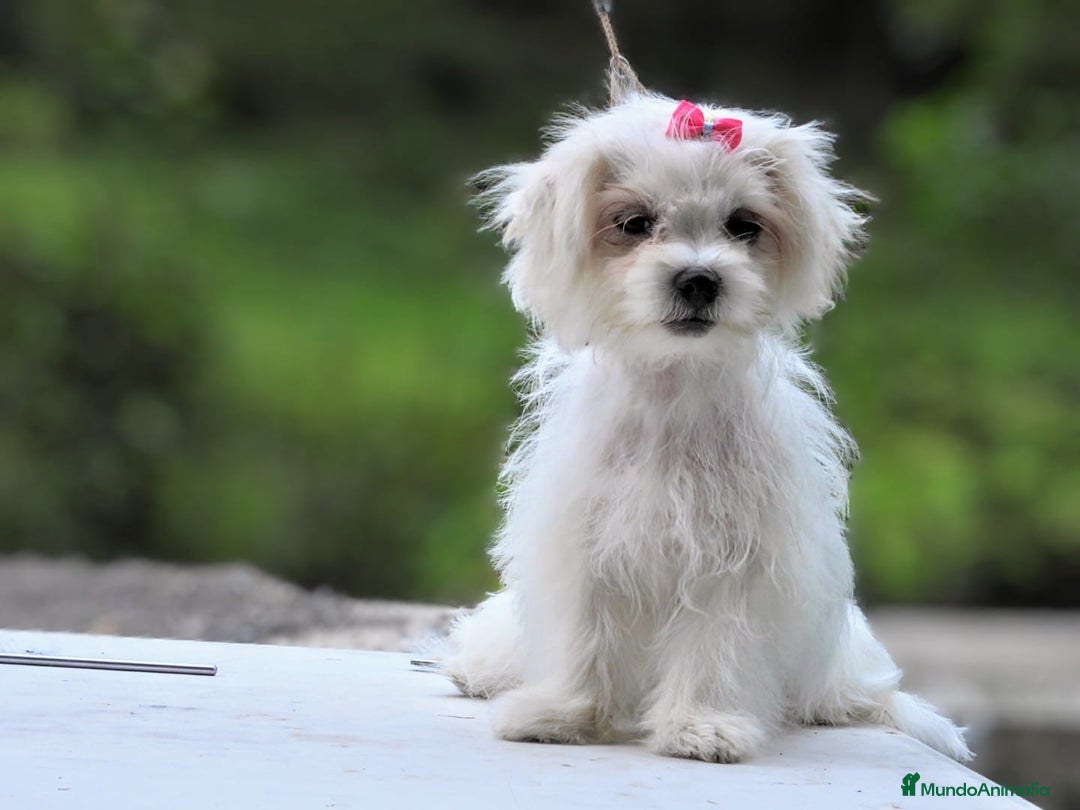 Bichón Maltés perros en venta: Camada de bichón maltés - Imagen 31