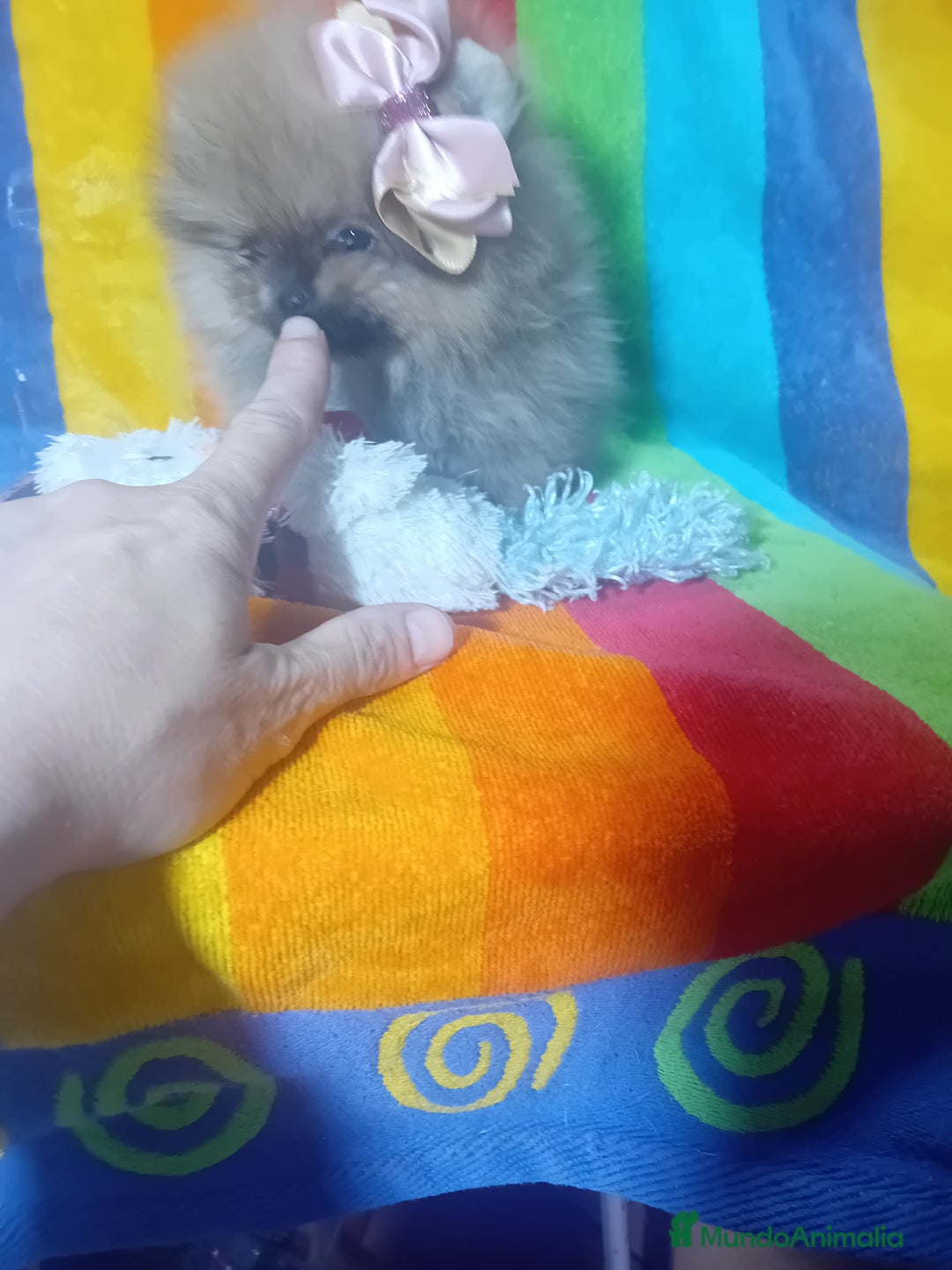 Pomerania perros en venta: Preciosos pomeranias americanos boo  - Imagen 8