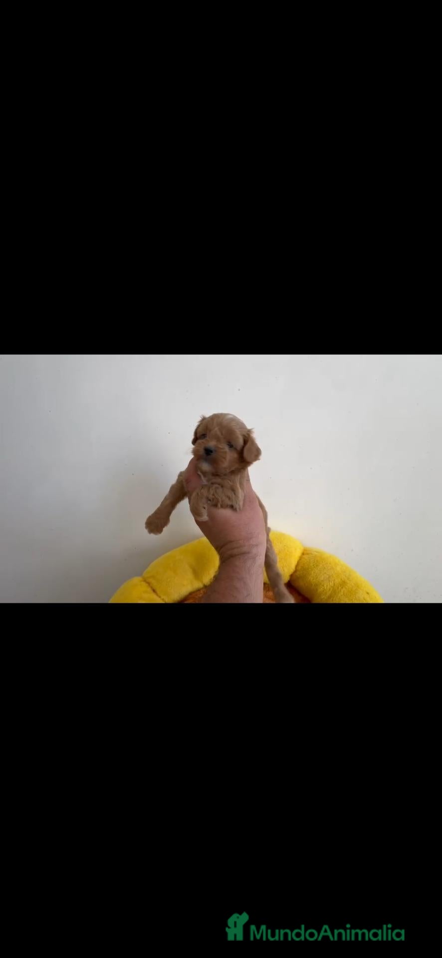 Maltipoo perros en venta: Maltipoo coreanos - Anuncio 3