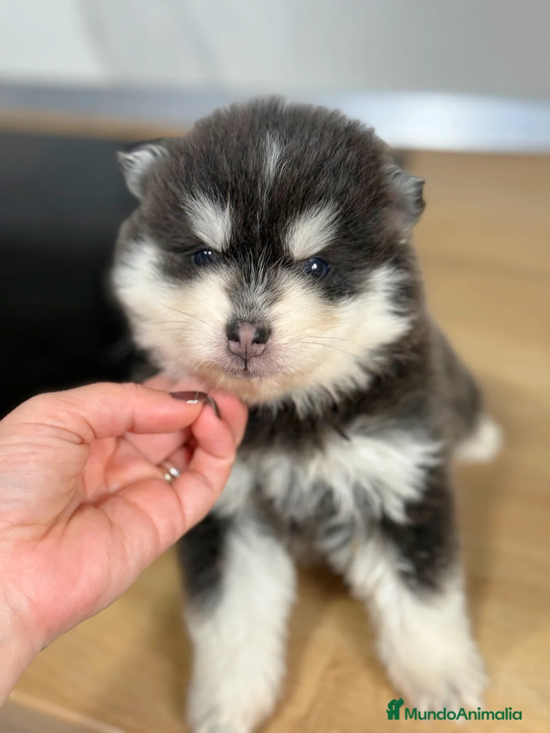 Pomsky perros en venta: dos machos y ultima hembra Pomsky ojos azules  - Anuncio 23