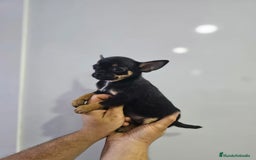 Chihuahua perros en venta: Increíbles chihuahuas toy merles - Imagen 8