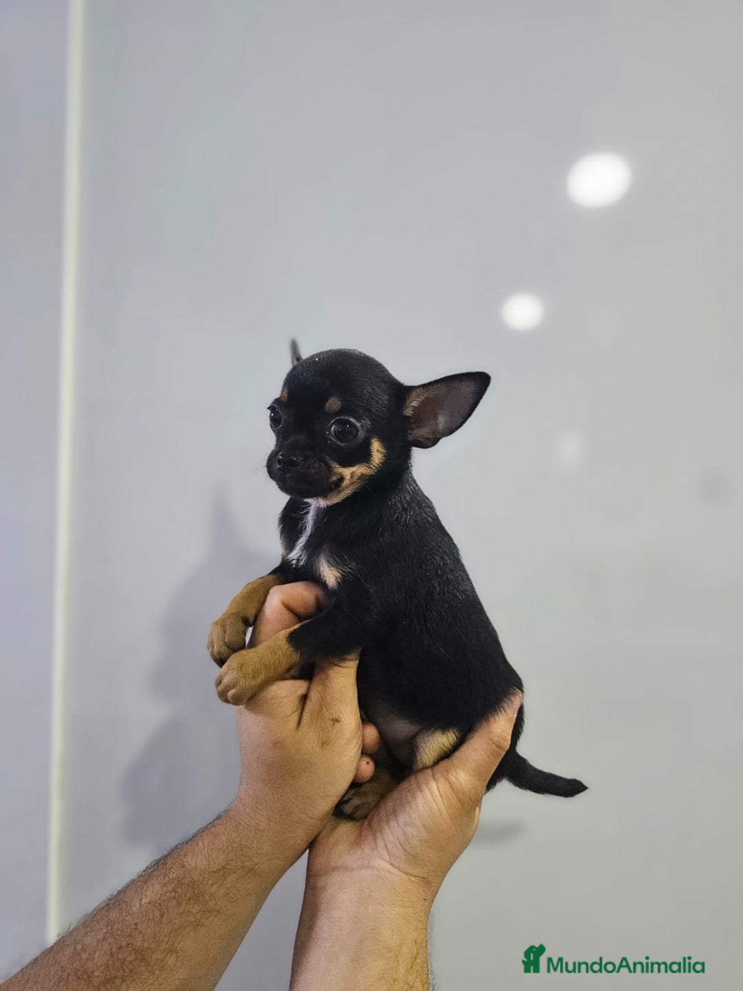 Chihuahua perros en venta: Increíbles chihuahuas toy merles - Imagen 8