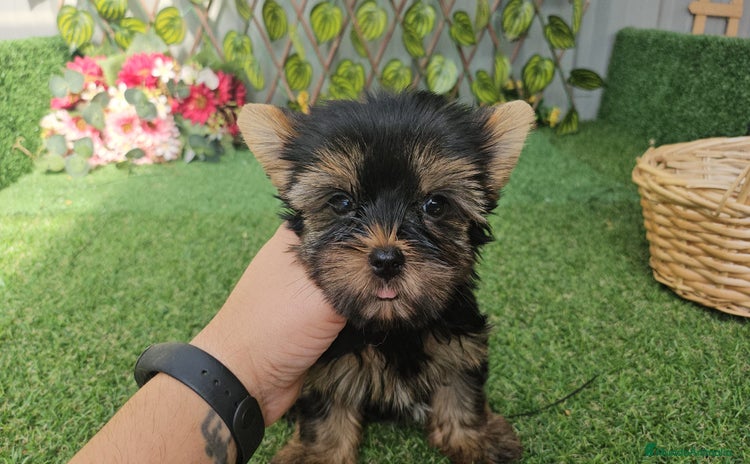 Yorkshire Terrier perros - Propaganda 2