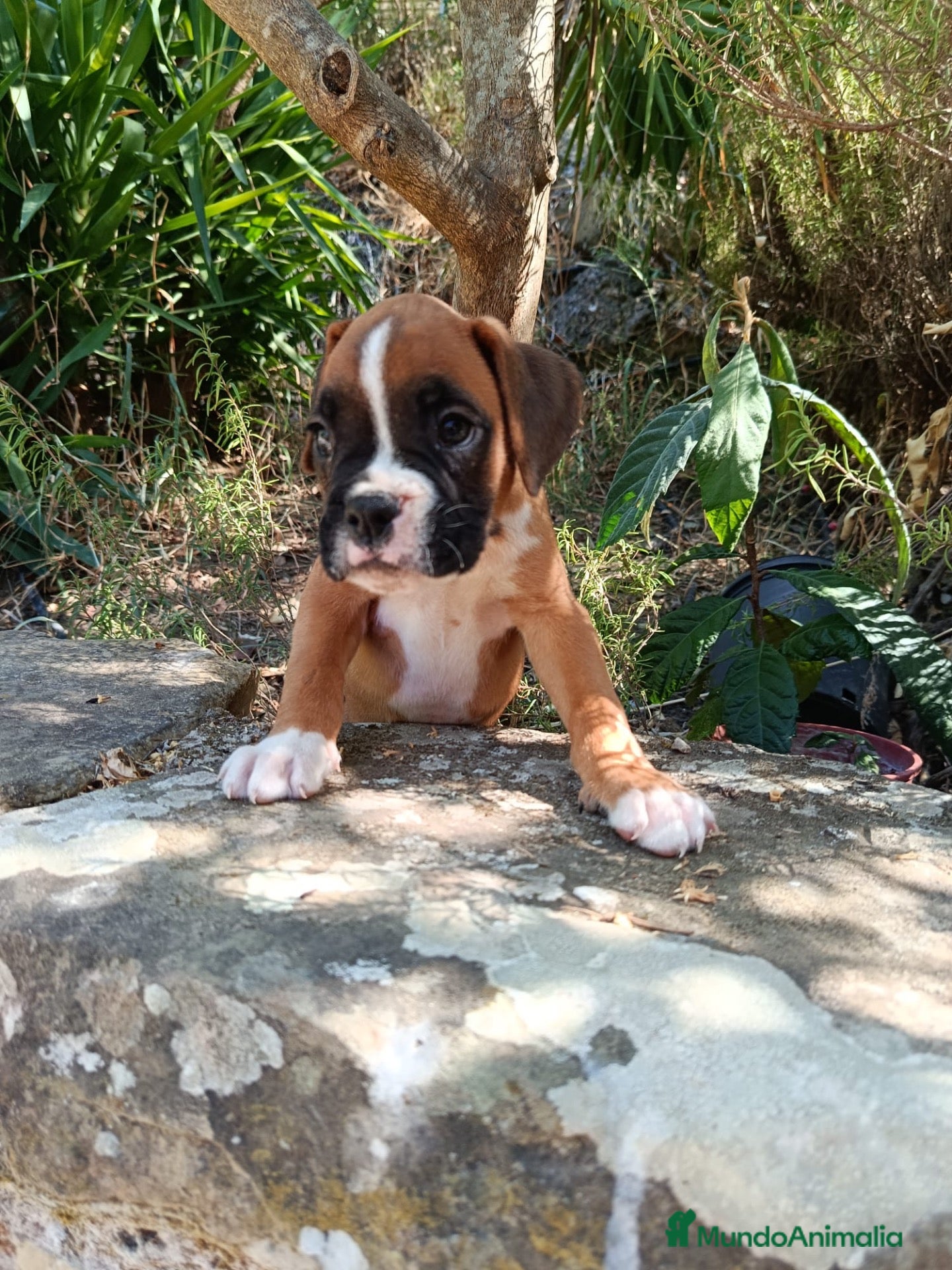 Boxer perros Boxer  - Anuncio 1