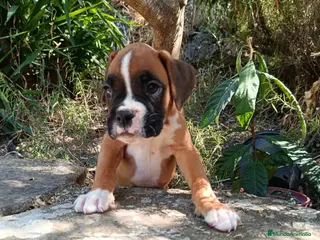 Boxer perros Boxer - Anuncio 6