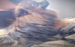 Pomerania perros en venta: Lulú de Pomerania cachorro - Anuncio 2