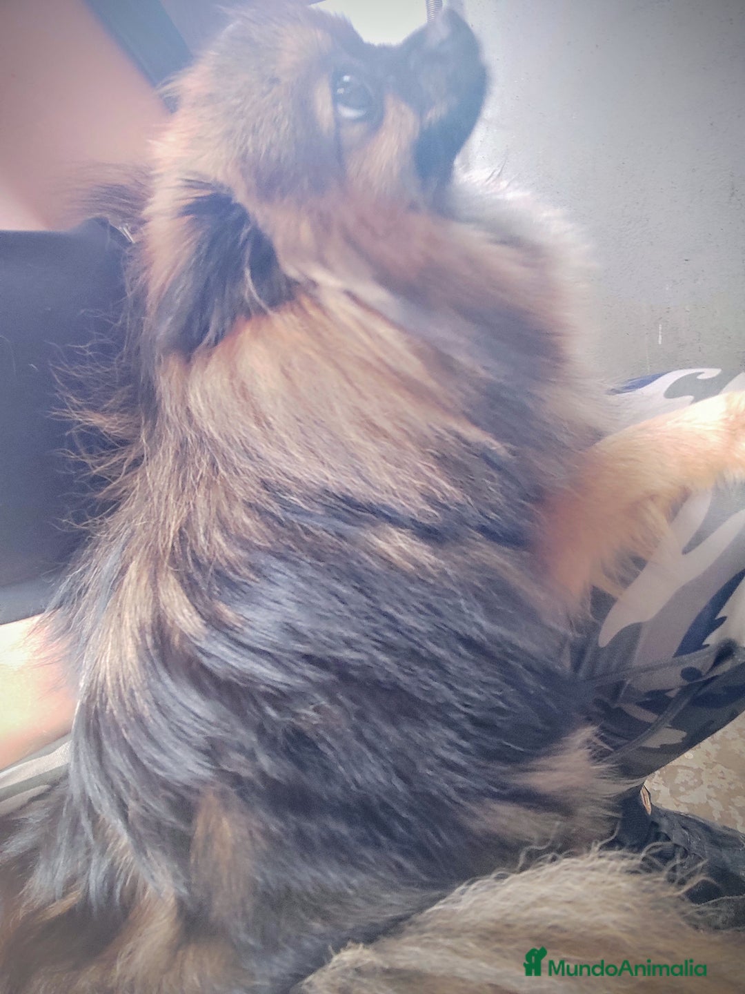 Pomerania perros en venta: Lulú de Pomerania cachorro - Anuncio 2