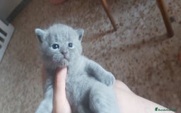 Británico de Pelo Corto Azul gatos en venta: Gatito british azul precioso - Imagen 2