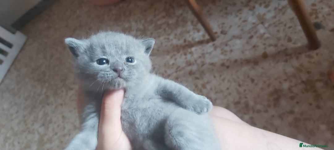 Británico de Pelo Corto Azul gatos en venta: Gatito british azul precioso - Imagen 2