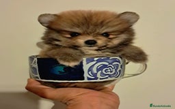 Pomerania perros en venta: Pomerania toy  - Imagen 1