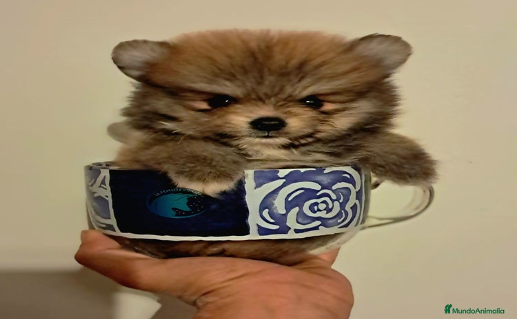 Pomerania perros - Anuncio 14