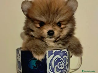Pomerania perros - Anuncio 28