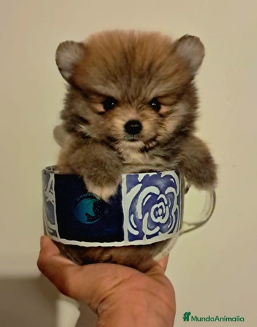 Pomerania perros - Anuncio 11