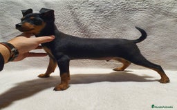 Pinscher Miniatura perros en venta: Pinscher miniatura  - Imagen 2