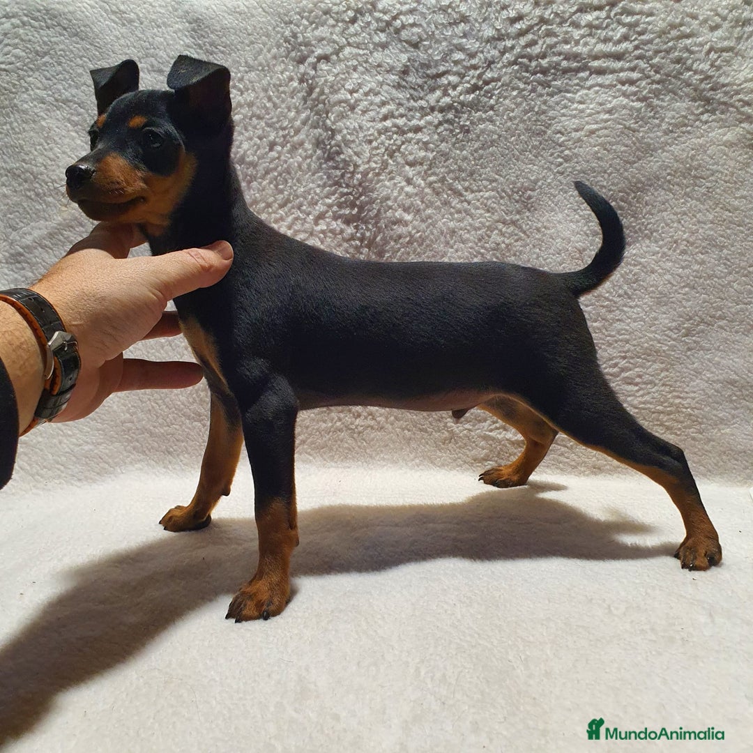 Pinscher Miniatura perros en venta: Pinscher miniatura  - Imagen 2