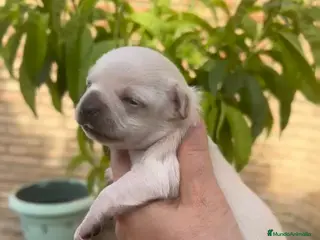 Chihuahua perros Chihuahua - Anuncio 26