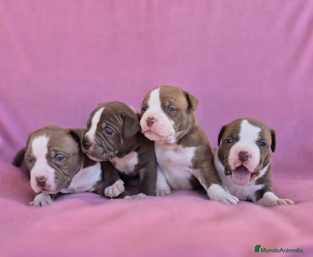 American Bully perros en venta: Preciosa camada american bully pocket - Imagen 4