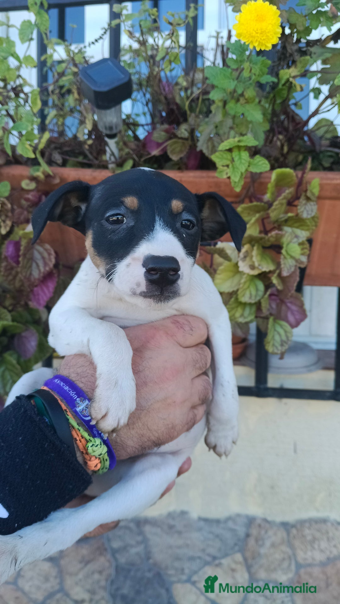 Ratonero Bodeguero Andaluz perros en adopcion: Hembra bodeguera  - Anuncio 3