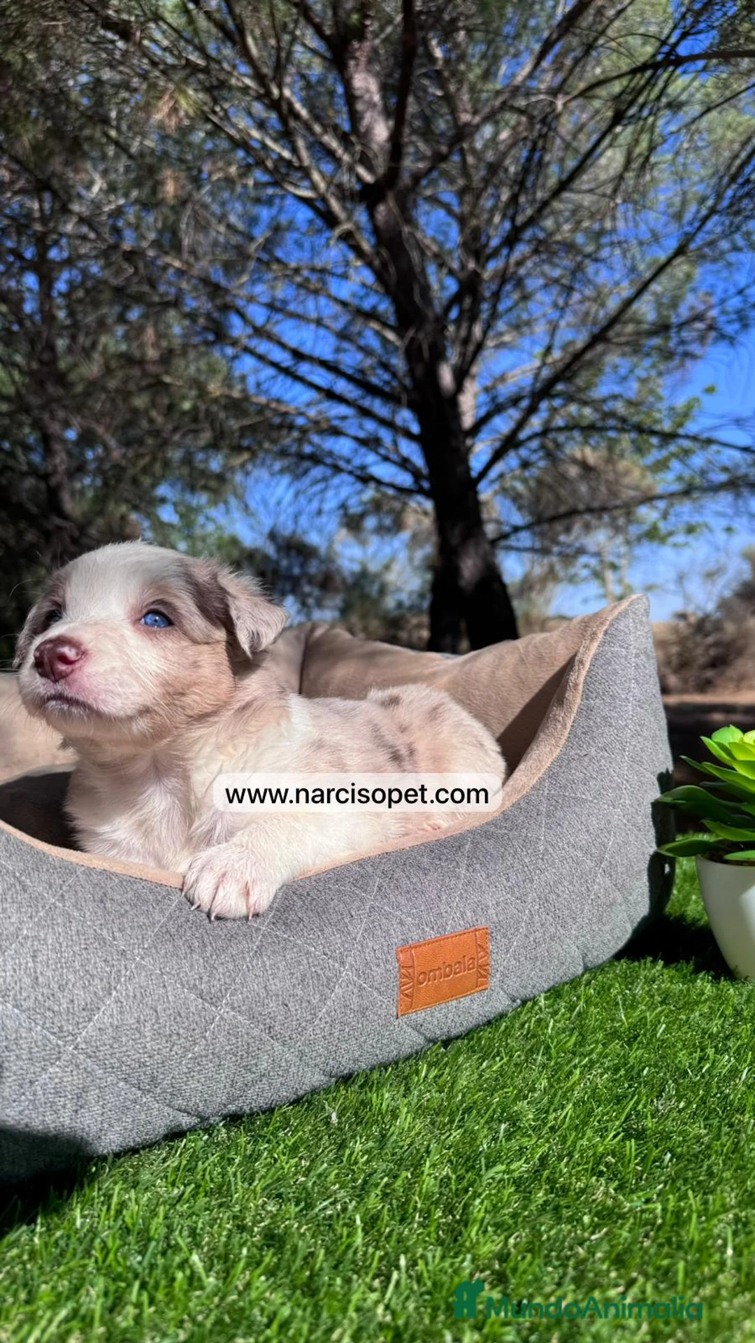 Border Collie perros en venta: VENTA DE BORDER COLLIE RED MERLE en Asturias - Anuncio 2