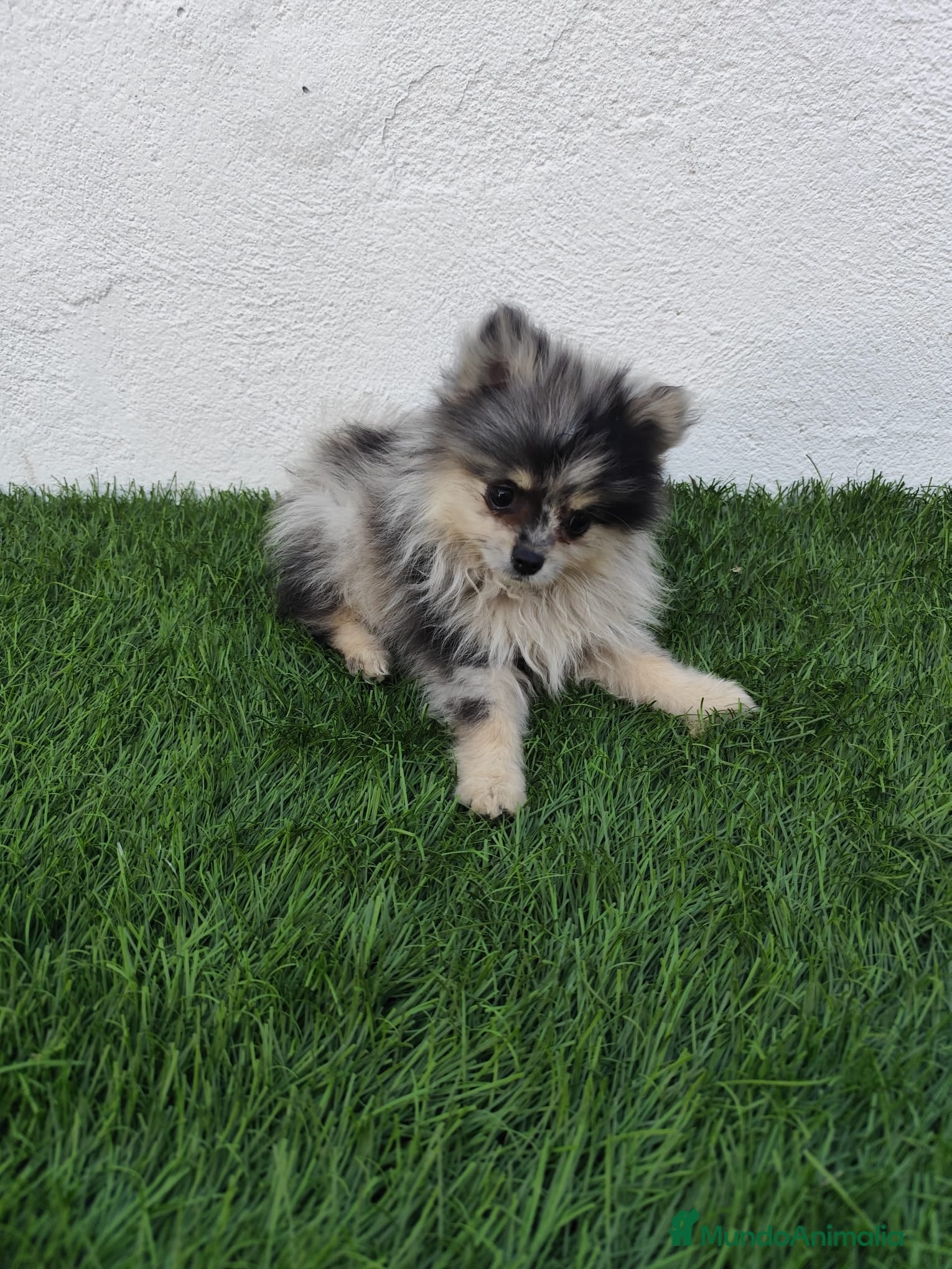Pomerania perros en venta: Pomerania toy  - Anuncio 11
