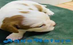 Cavalier King Charles Spaniel perros en venta: Cavalier King Macho de Moly y Nanu - AQUANATURA en Barcelona - Imagen 6
