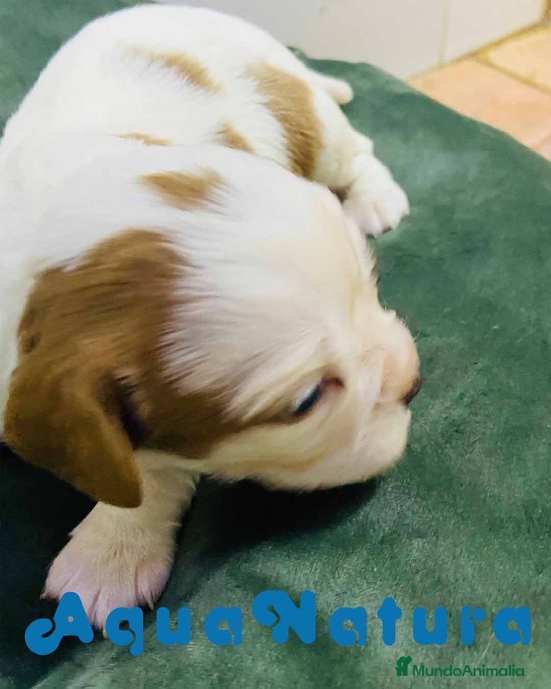 Cavalier King Charles Spaniel perros en venta: Cavalier King Macho de Moly y Nanu - AQUANATURA en Barcelona - Imagen 6