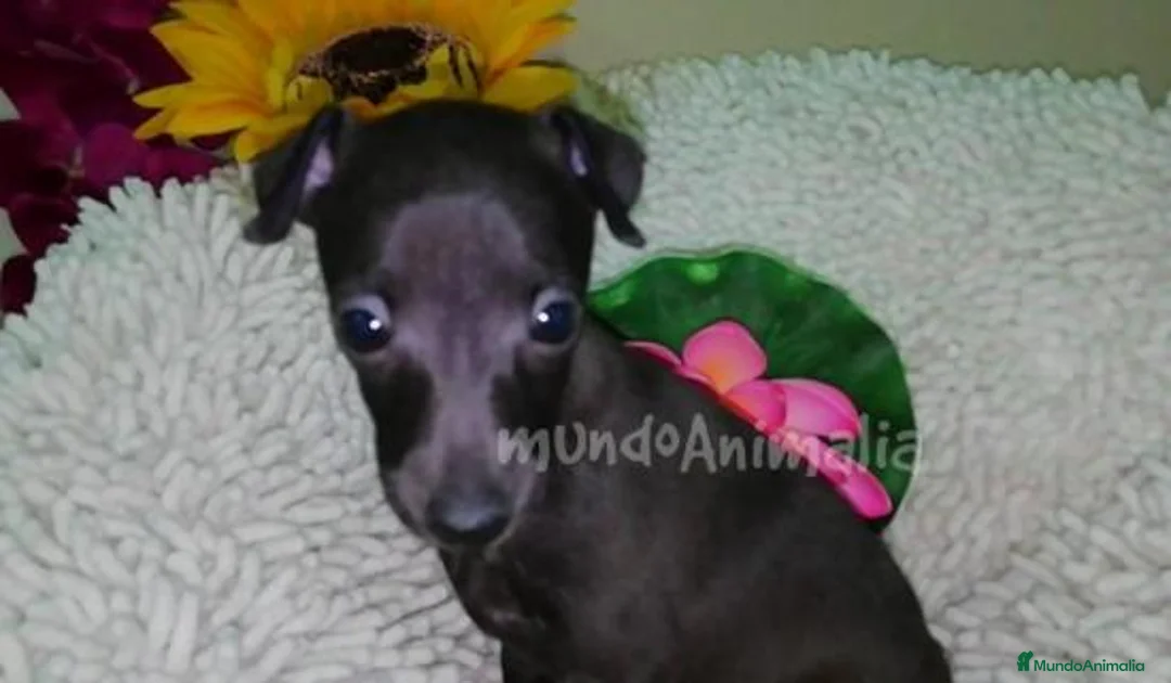 Imagen de galería {{count}}