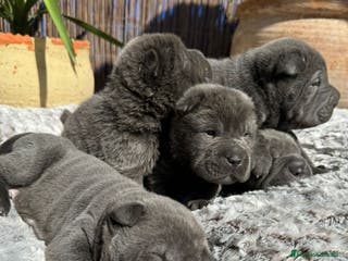 Shar Pei perros SHAR PEI BLUE BEBES en Málaga - Anuncio 7