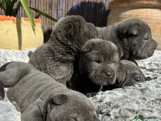 Shar Pei perros SHAR PEI BLUE BEBES en Málaga - Anuncio 3