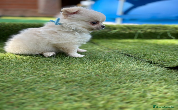 Chihuahua perros - Propaganda 1