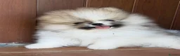 Pomerania perros en venta: Alta selección de Pomeranias  - Anuncio 10