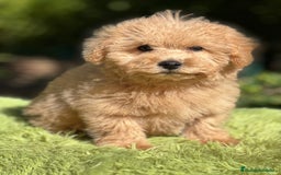 Maltipoo perros en venta: Maltipoo Apricot  - Imagen 3