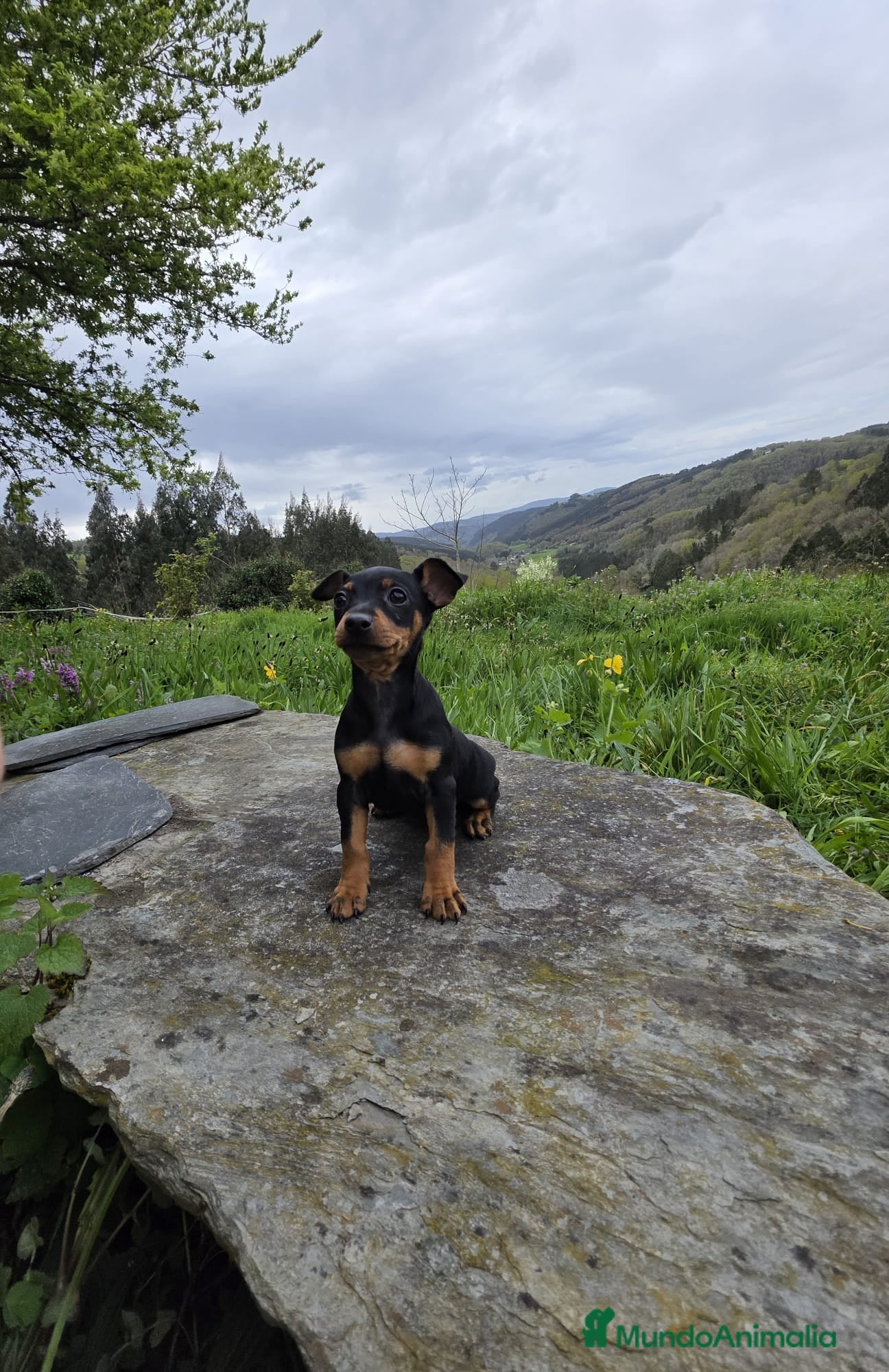 Pinscher Miniatura perros Precioso machito mini pincher - Anuncio 15