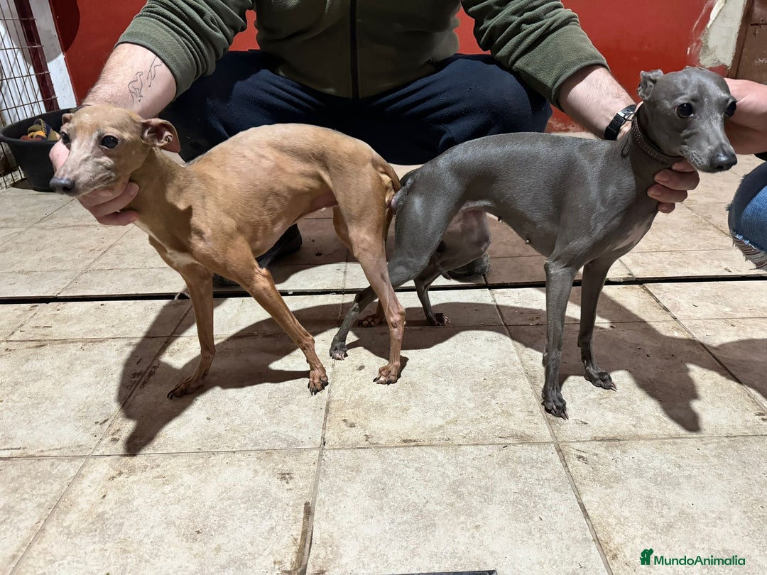 Pequeño Lebrel Italiano perros en venta: CACHORROS DE PICCOLO LEBREL ITALIANO - Imagen 7