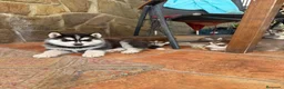 Husky Siberiano perros en venta: Husky siberiano  - Anuncio 2