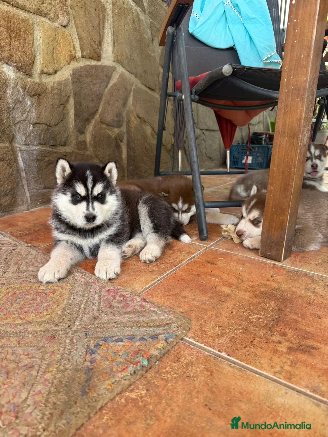 Husky Siberiano perros en venta: Husky siberiano  - Anuncio 2