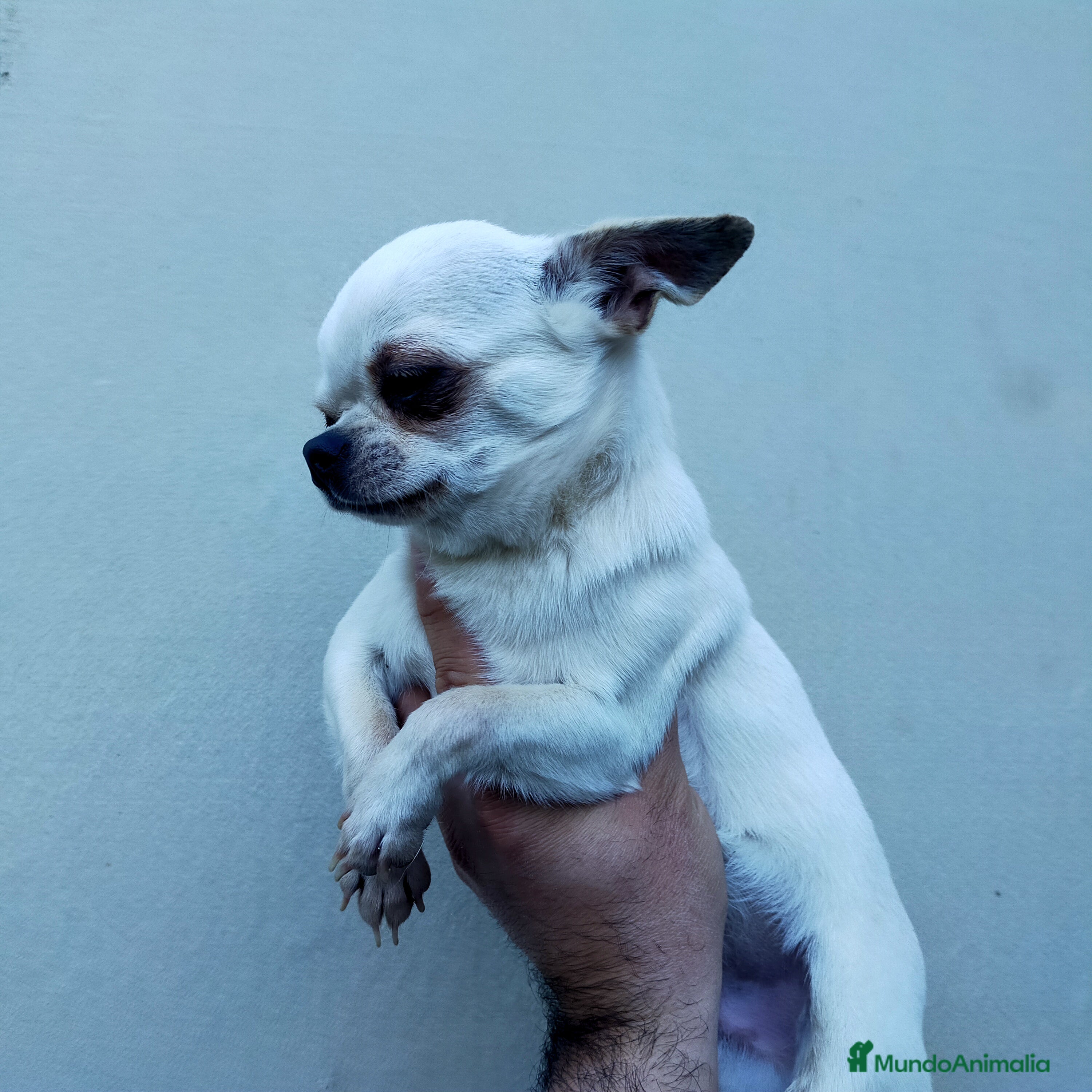 Chihuahua perros Chihuahuas de los Montes de Castilla  en Toledo - Anuncio 23