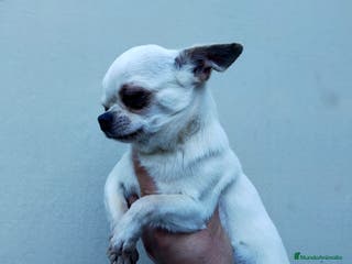 Chihuahua perros Chihuahuas de los Montes de Castilla en Toledo - Anuncio 3
