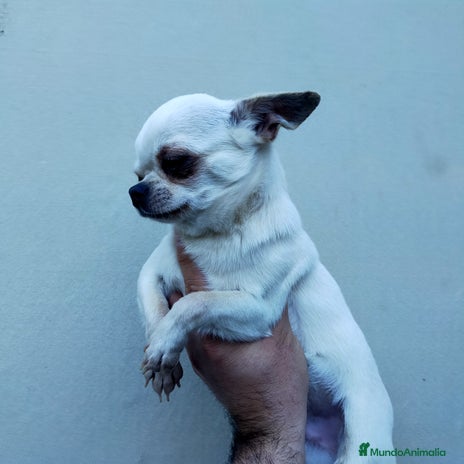 Chihuahua perros en Toledo - Anuncio 7