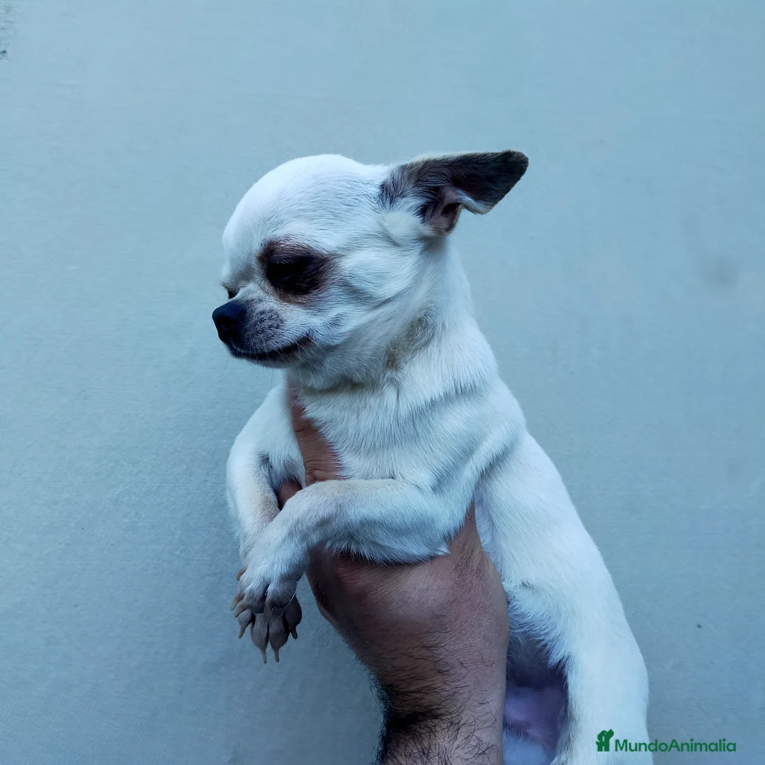 Chihuahua perros en venta: Chihuahuas de los Montes de Castilla  en Toledo - Anuncio 1