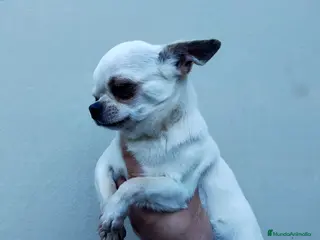 Chihuahua perros Chihuahuas de los Montes de Castilla en Toledo - Anuncio 36