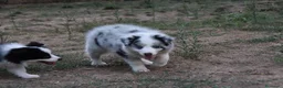 Border Collie perros en venta: Cachorro de Border Collie disponibles - Anuncio 12