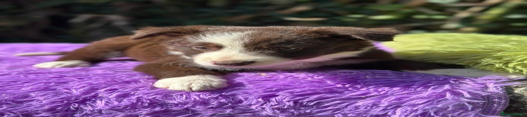 Border Collie Cachorro 2