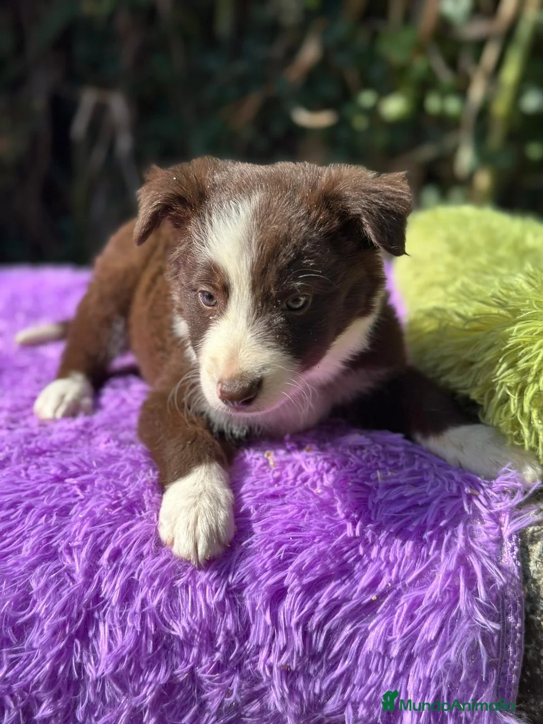 Border Collie perros en venta: Border collie chocolate - Anuncio 4