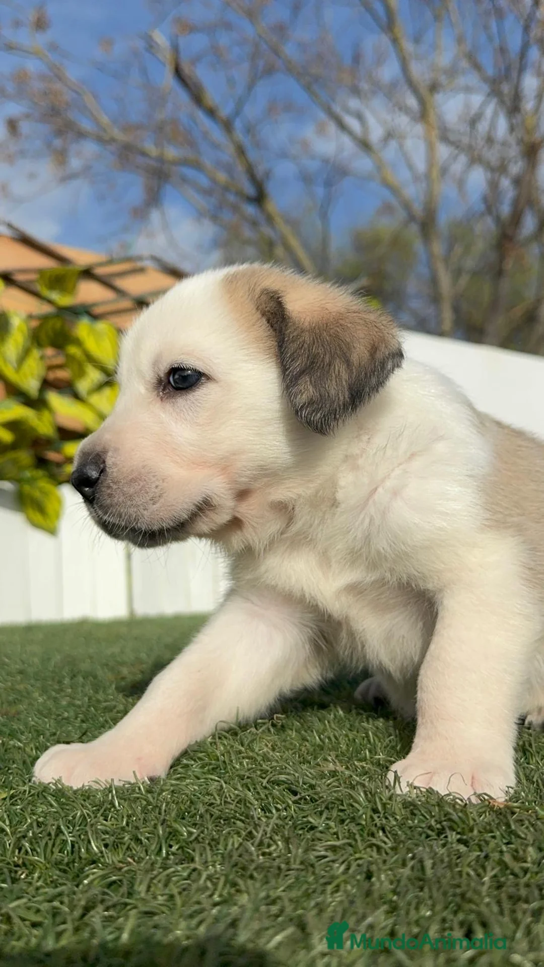 Mastín Español perros en venta: MASTIN ESPAÑOL  - Anuncio 9