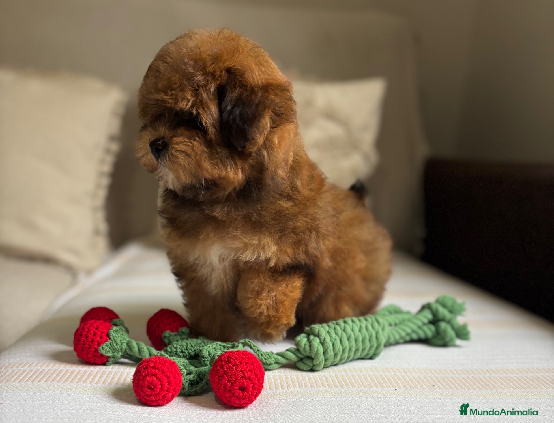 Maltipoo perros Maltipoo hembra colores muy bonitos !!! - Anuncio 1