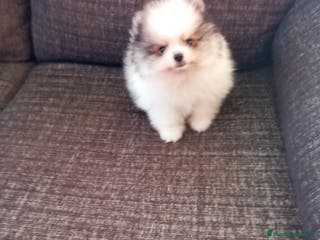 Pomerania perros Pomerania de Lulú - Anuncio 1